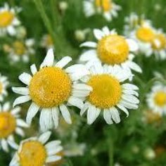 ローマカミツレ花