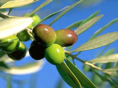 オリーブスクワラン